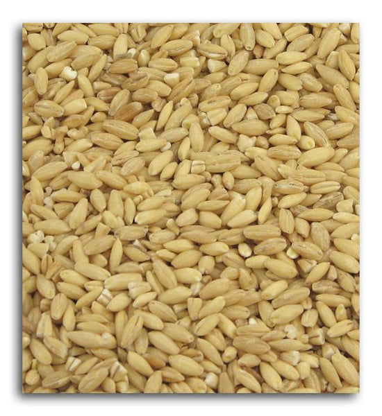 BULK GRAINS: Organic Hulled Barley, 25 lb