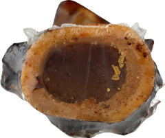 CASTOR & POLLUX: Dog Treat Meaty Center Bone 7 Inches, 1 ea