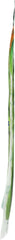 NUCO: Organic Moringa Coconut Wraps, 2.47 oz