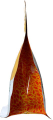 HUGO TEA COMPANY: Tea Black Iced Mango, 2.1 oz