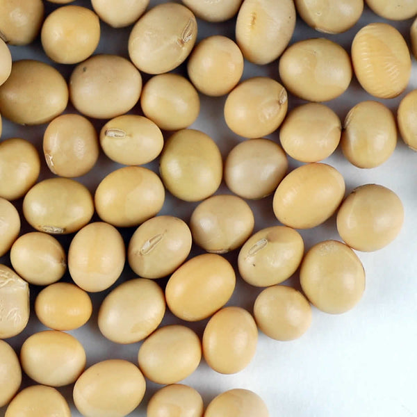 BULK BEANS: Soy Yellow Organic, 25 Lb