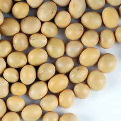 BULK BEANS: Soy Yellow Organic, 25 Lb