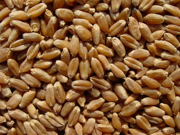 BULK GRAINS: Organic Grains Hard Red Spring Wheat, 25 lb